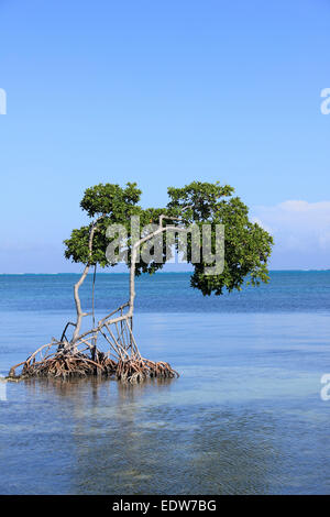 Rote Mangroven Rhizophora mangle mit Aerial Prop Wurzeln im karibischen Meer, Caye Caulker, Belize Stockfoto