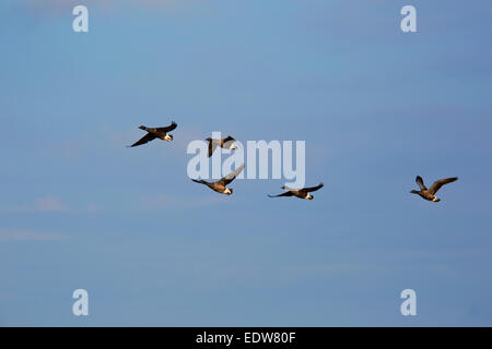 Dunkel-bellied Brent Goose Branta Bernicla Herde im Flug über Cley Marsh Stockfoto