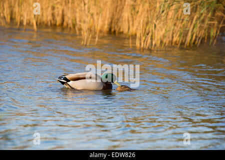 Stockente Anas Platyrhynchos Männchen Paarung mit den Weibchen im Wasser Stockfoto