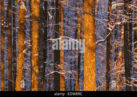 Schneebedeckte Bäume im Wald bei Sonnenuntergang. Stockfoto