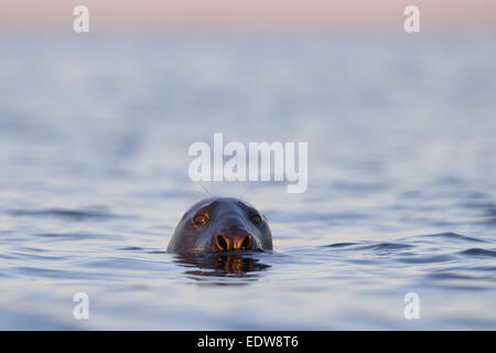 Porträt von Grey Seal (Halichoerus Grypus), Schwimmen Ostsee. Stockfoto