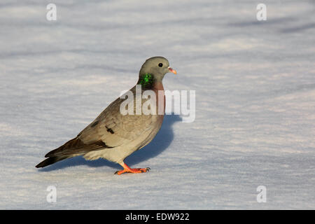 Hohltaube Columba Oenas auf dem Boden im Schnee Stockfoto