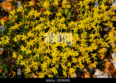 Gelb (beissen) Fetthenne Sedum Acre Pflanze in Blüte wächst in Schindel Stockfoto