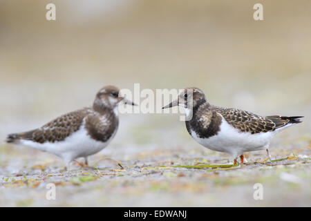 Ruddy Steinwälzer (Arenaria Interpres) auf der Suche nach Nahrung, Europa. Stockfoto