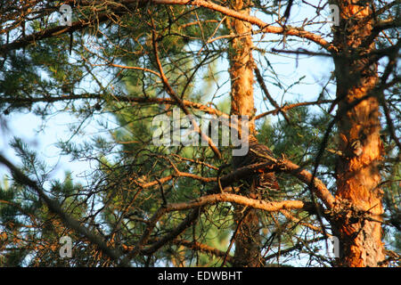 Weibliche Auerhuhn (at Urogallus) perfekt getarnt im Pinienwald. Stockfoto