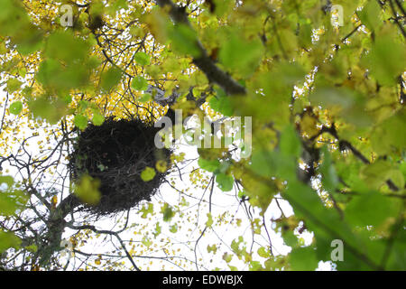 Nest der Schwarzstorch (Ciconia Nigra). Europa Stockfoto