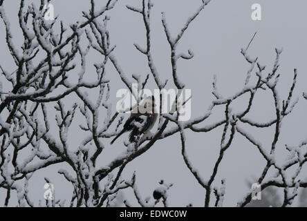 Nablus. 9. Januar 2015. Ein Vogel mit Schnee bedeckt sieht in der Westbank-Stadt Nablus, 9. Januar 2015. © Ayman Nobani/Xinhua/Alamy Live-Nachrichten Stockfoto