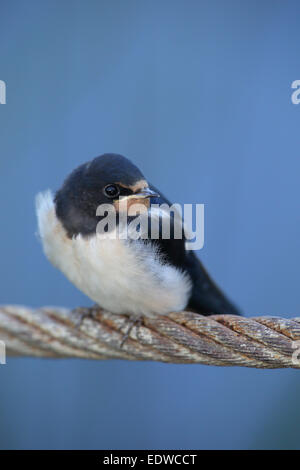 Juvenile Rauchschwalbe (Hirundo Rustica) Stockfoto