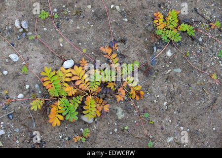 Goose Grass aka Silverweed (Potentilla heisses) in Herbstfarben Stockfoto