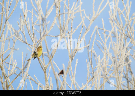 Goldammer (Emberiza Citrinella) in frostigen Wintertag. Stockfoto
