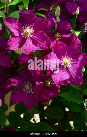 Clematis Blumen blühen im Garten. Purple clematis Blumen blühen. Stockfoto