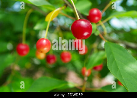 Sauerkirschen wachsen auf Kirschbaum im Garten reif. Stockfoto