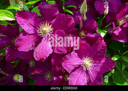 Clematis Blumen blühen im Garten. Purple clematis Blumen blühen. Stockfoto