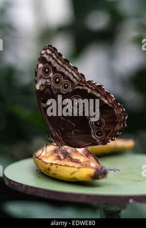 Morpho Schmetterling sitzt auf einer Banane im Blijdorp Zoo, Rotterdam, Niederlande Stockfoto