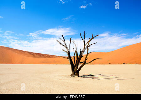 Deadvlei ist eine weiße Lehmpfanne befindet sich in der Nähe der berühmteren Salz Pfanne des Sossusvlei im Namib-Naukluft Park in Namibia. Als Stockfoto