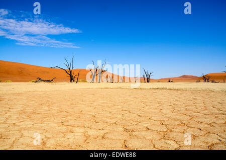 Deadvlei ist eine weiße Lehmpfanne befindet sich in der Nähe der berühmteren Salz Pfanne des Sossusvlei im Namib-Naukluft Park in Namibia. Als Stockfoto
