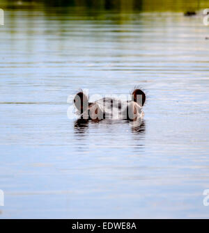 Die gemeinsame Nilpferd oder Nilpferd, ist eine große, meist pflanzenfressenden Säugetieren im subsaharischen Afrika und eine von nur zwei erhaltenen speci Stockfoto