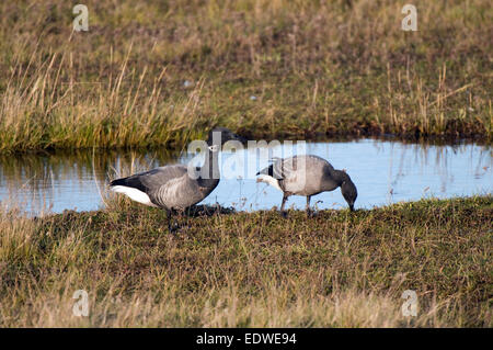 Erwachsene und Jugendliche Dark-bellied Ringelgänse, Fütterung auf Sumpf. Stockfoto