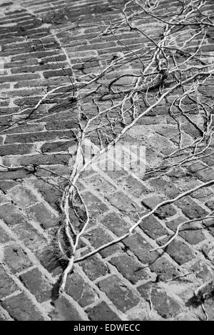 Ziegelmauer, bedeckt mit Efeu, historische preußische Festung, Volksgarten, Köln, Nordrhein-Westfalen, Deutschland Stockfoto