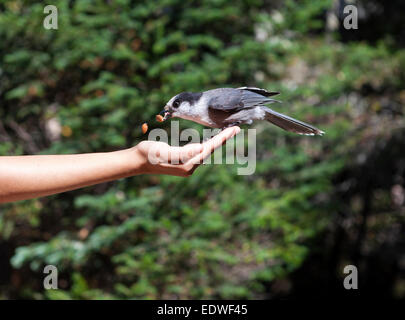 Kanada-Jay, grau Jay, Whiskey Jack, Camp Räuber Perisoreus canadensis Stockfoto