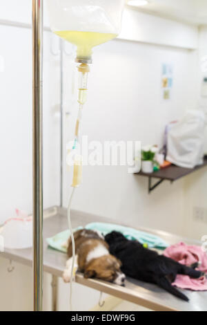 Krankheit-Welpen (Thai Bangkaew Hund) am Tisch und Kochsalzlösung in Betrieb Stockfoto