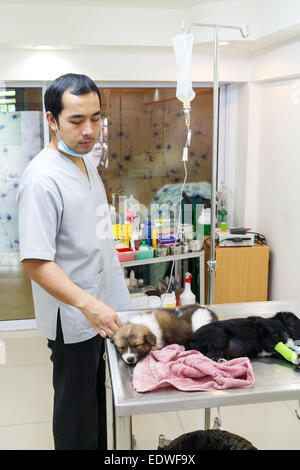 Tierarzt Pflege Krankheit Welpe in Tierklinik, Thailand Stockfoto