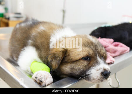 Krankheit-Welpen (Thai Bangkaew Hund) mit Katheter an seinem Bein am OP-Tisch in Tierklinik Stockfoto