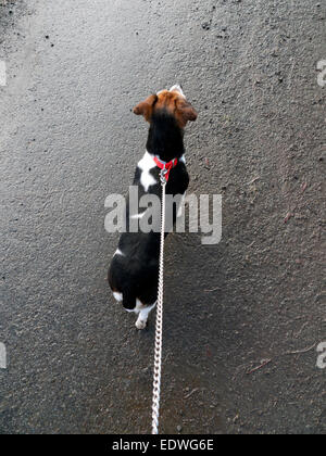 Jack Russell kleine Terrier Hund an der Leine Kette angesehen von hinten auf einer Asphaltstraße Oberfläche in Wales UK KATHY DEWITT Stockfoto