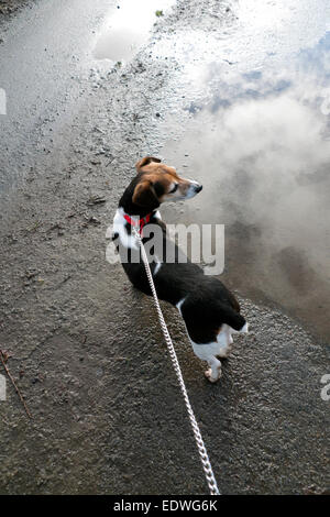 Jack Russell kleine Terrier Hund an der Leine angesehen von hinten auf einer Asphaltstraße Oberfläche in Wales UK KATHY DEWITT Stockfoto