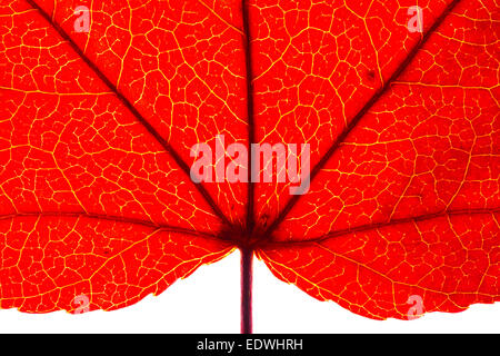 Blatt der Liquidambar, Gattung der Sweetgum (Liquidambar Styraciflua), Blätter, Farbwechsel, Stockfoto