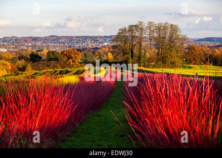 Roten Heckenpflanzen, sibirische Hartriegel, Cornus Alba Sibirica, Kindergarten, Stockfoto