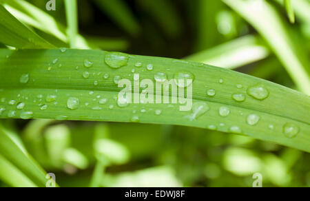 Viele Wassertropfen auf Rasen Blatt. Stockfoto