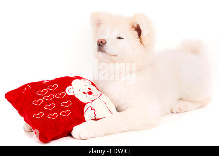 Akita Inu - Valentinstag-Konzept Stockfoto