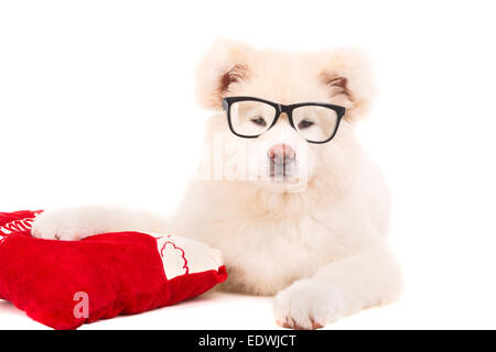 Akita Inu - Valentinstag-Konzept Stockfoto