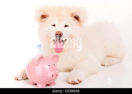 Schönen Akita Inu Hund posiert im studio Stockfoto