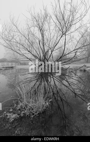 Ein umgestürzter Baum spiegelt sich in einem winterlichen Teich. Stockfoto