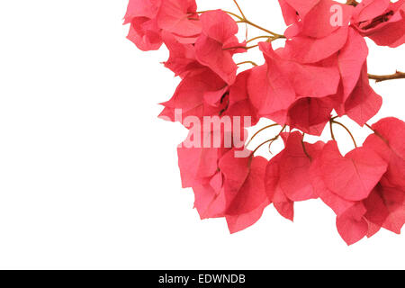 Zweig der rosa Bougainvillea Blumen auf weißem Hintergrund mit negativen Raum Stockfoto