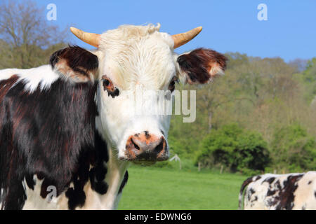 Schöne Kühe weiden auf der grünen Wiese in der Normandie, Frankreich Stockfoto