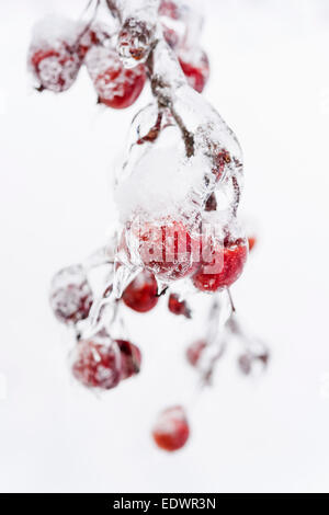 Rosenstrauss rot Holzäpfel gefroren und bedeckt mit Eis auf verschneiten Zweig im Winter isoliert auf weißem Hintergrund Stockfoto