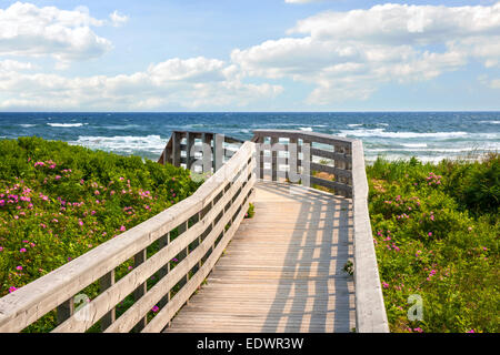 Holzsteg zum Atlantischen Ozeanstrand mit wilden Rosen-Blumen in Prince Edward Island, Kanada. Stockfoto