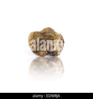 weiße Trüffel Tuber Magnatum Pico Alba, Italien Stockfoto