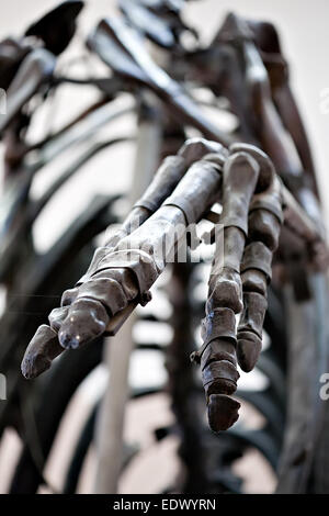 Dinosaurier Skelett Palm Knochen Closeup in Horror-Design-Ansicht Stockfoto