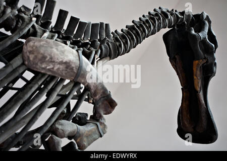 große Dinosaurier Skelett Knochen Closeup Wirbelsäule und Kopf Stockfoto