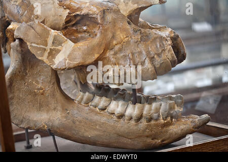 prähistorische Dinosaurier-fossile Schädel mit großen Kiefer closeup Stockfoto