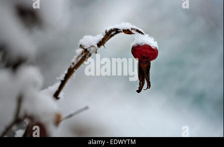 rote Hagebutte Beere Closeup fallenden Schnee in gefrorenen Garten Stockfoto