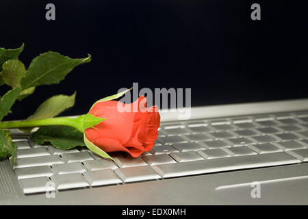 Eine rote Rose auf einem Laptopcomputer Stockfoto