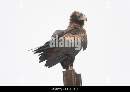 Wedge-tailed Eagle Aquila Audax, South Australia Stockfoto