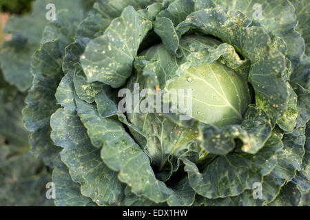 Nahaufnahme des Kopfes Kohl wächst in einem spanischen Feld im Herbst. Stockfoto