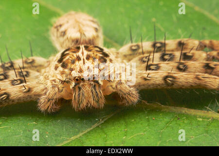 Sparassidae (ehemals Heteropodidae) ist eine Familie von Spinnen, bekannt als Jäger Spinnen wegen ihrer Geschwindigkeit und Modus der Jagd Stockfoto