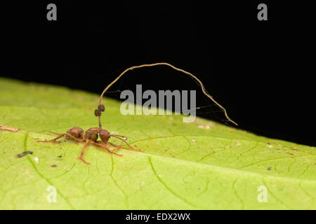 Rossameise (Ameisen der Gattung Camponotus) infiziert mit Pilzen von der komplexen Ophiocordyceps Unilateralis. Stockfoto